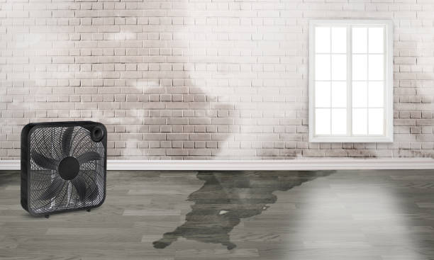Best Carpet water damage restoration  in Camp Hill, PA